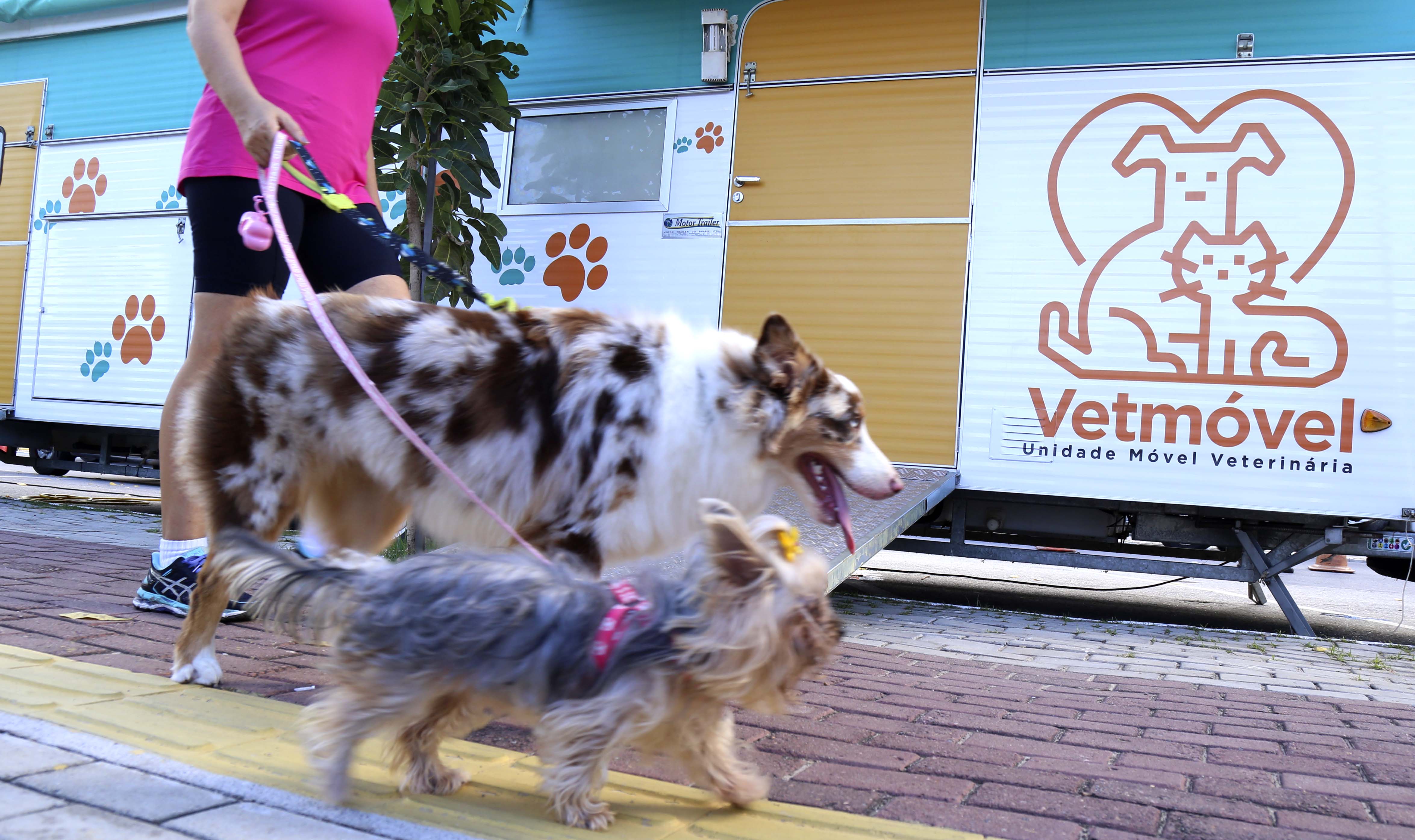 pessoa passeando com dois cachorros na coleira